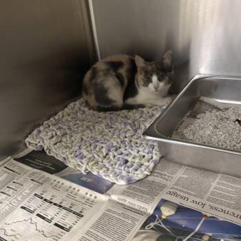 Sarabi -  Domestic Short Hair Cat for Adoption in Elberon, Virginia - Sarabi | PetCurious