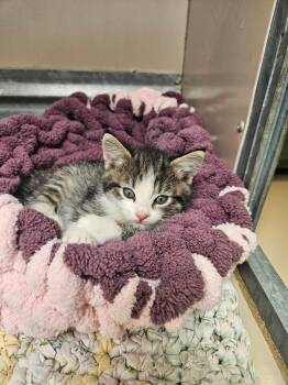 Domestic Medium Hair Cats Available for Adoption in Elko, Nevada - 60960691 | PetCurious