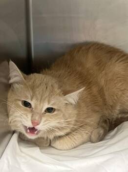 WILD THING -  Domestic Short Hair Cat for Adoption in Las Vegas, Nevada - WILD THING | PetCurious