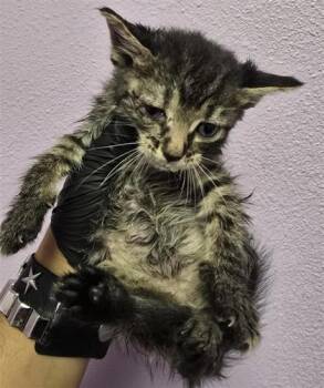 61188461 -  Domestic Short Hair Cat for Adoption in El Paso, Texas - 61188461 | PetCurious