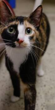 Minnie (bonded with Matilda) -  Domestic Short Hair Cat for Adoption in Verona, Wisconsin - Minnie (bonded With Matilda) | PetCurious