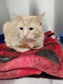 Roach -  Domestic Short Hair Cat Available for Adoption in Republic, Missouri - Roach | PetCurious