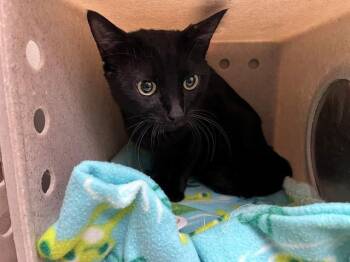A551434 -  Domestic Short Hair Cat for Adoption in Moreno Valley, California - A551434 | PetCurious