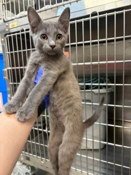 Eclair -  Domestic Short Hair Cat for Adoption in Saint Charles, Missouri - Eclair | PetCurious