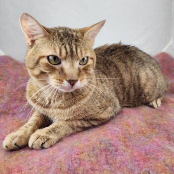 Willie Boy -  Domestic Short Hair Cat for Adoption in New York, New York - Willie Boy | PetCurious
