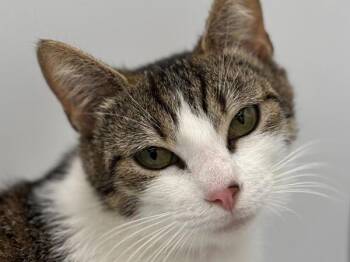 Tamale -  Domestic Short Hair Cat for Adoption in Portland, Oregon - Tamale | PetCurious