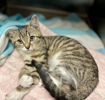 Princess Cruton -  Domestic Short Hair Cat for Adoption in Edinburg, Virginia - Princess Cruton | PetCurious