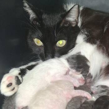Ribbet -  Domestic Short Hair Cat for Adoption in Summerville, South Carolina - Ribbet | PetCurious