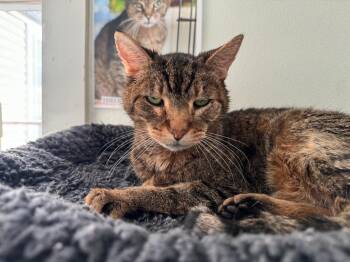 Albert -  Domestic Short Hair Cat for Adoption in Cumberland, Maine - Albert | PetCurious