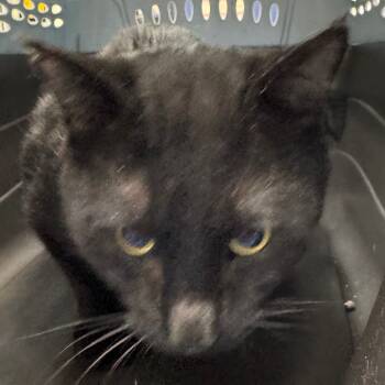 Rescue Domestic Short Hair Cats for Adoption in Galveston, Texas - Loverboy | PetCurious