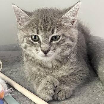 Mia -  Domestic Short Hair Cat for Adoption in New York, New York - Mia | PetCurious