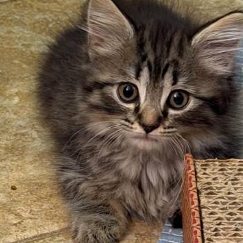 Mouse -  Domestic Medium Hair Cat for Adoption in Biltmore Forest, North Carolina - Mouse | PetCurious