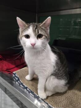 Domestic Short Hair Cats Available for Adoption - Scooter | PetCurious