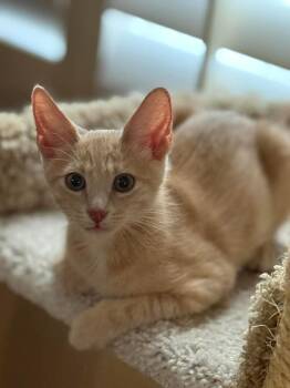 Max Hopscotch -  Domestic Short Hair and Tabby Cat for Adoption in Chandler, Arizona - Max Hopscotch | PetCurious