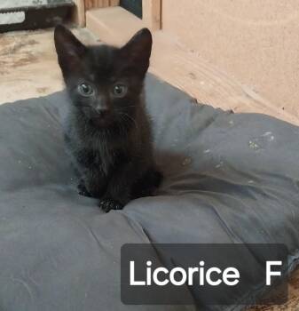 Licorice -  Domestic Short Hair Cat for Adoption in San Jacinto, California - Licorice | PetCurious