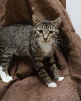 Rocky -  Domestic Short Hair Cat for Adoption in Rock Falls, Illinois - Rocky | PetCurious