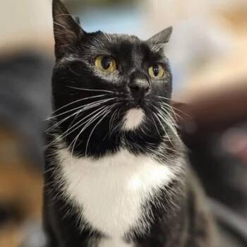 Ella Mae -  Domestic Short Hair Cat for Adoption in Woodmere, New York - Ella Mae | PetCurious