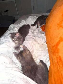 Cloudy -  Domestic Short Hair Cat for Adoption in Deltona, Florida - Cloudy | PetCurious