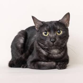 Domestic Short Hair Cats Available for Adoption in Franklin, Tennessee - Rollie | PetCurious