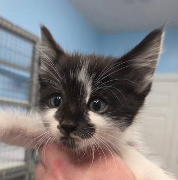 Keanu -  Domestic Short Hair Cat for Adoption in Gold Beach, Oregon - Keanu | PetCurious