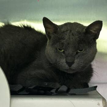 Vermax -  Domestic Short Hair Cat for Adoption in Spruce Pine, North Carolina - Vermax | PetCurious