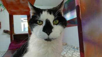 Domestic Short Hair Cats Available for Adoption - Fathom | PetCurious