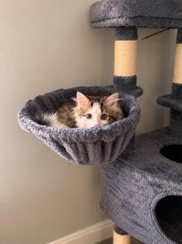 Gordon -  Domestic Medium Hair Cat for Adoption in Westwood, New Jersey - Gordon | PetCurious