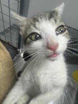 Dennis -  Domestic Short Hair Cat for Adoption in Sevierville, Tennessee - Dennis | PetCurious