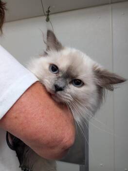 Wendolyn -  Ragdoll Cat for Adoption in Plymouth, Connecticut - Wendolyn | PetCurious