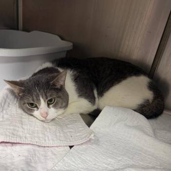 Bobo -  Domestic Short Hair Cat for Adoption in Canton, Illinois - Bobo | PetCurious
