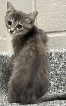 Phoebe -  Domestic Short Hair Cat for Adoption in Jackson, Michigan - Phoebe | PetCurious
