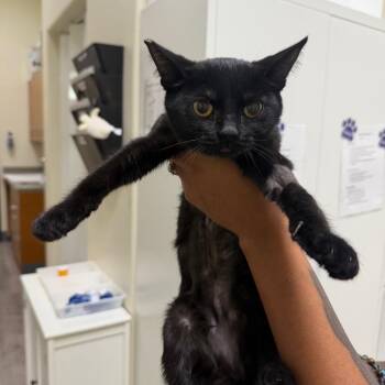 Sienna -  Domestic Short Hair Cat for Adoption in Las Vegas, Nevada - Sienna | PetCurious