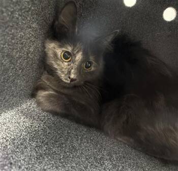 MUFFIN -  Domestic Short Hair Cat for Adoption in Dallas, Texas - MUFFIN | PetCurious