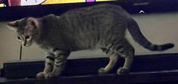 Rescue Domestic Medium Hair Cats for Adoption in Palmer, Alaska - Wellington | PetCurious