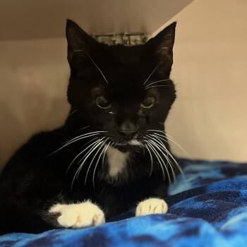 Cupcake -  Domestic Short Hair Cat for Adoption in Redwood City, California - Cupcake | PetCurious