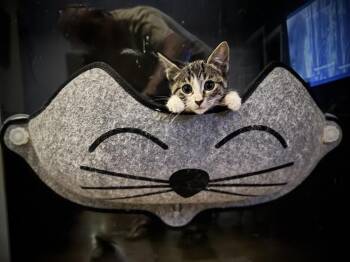 Putty -  Domestic Short Hair Cat for Adoption in Emerald Isle, North Carolina - Putty | PetCurious
