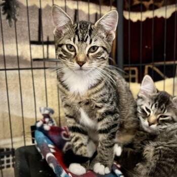 Rescue Domestic Short Hair Cats for Adoption in Overland Park, Kansas - Paisley | PetCurious
