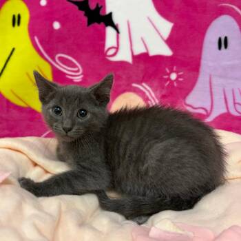 Aster -  Domestic Short Hair Cat for Adoption in Riverwoods, Illinois - Aster | PetCurious