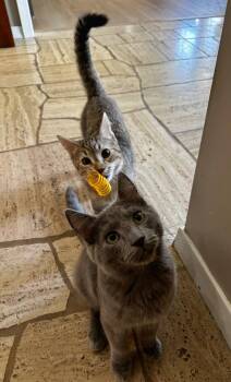 Louie -  Domestic Short Hair Cat for Adoption in Omaha, Nebraska - Louie | PetCurious