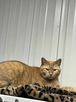 Rescue Domestic Short Hair Cats for Adoption in Mauston, Wisconsin - Kate | PetCurious