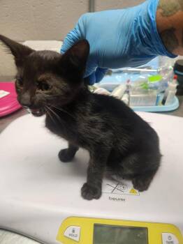 CARDINAL FLOWER -  Domestic Short Hair Cat for Adoption in Lexington, Tennessee - CARDINAL FLOWER | PetCurious