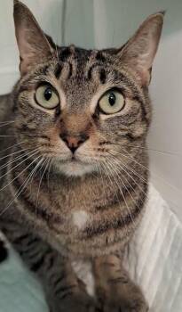 Owl 570-23 -  Domestic Short Hair Cat for Adoption in Cumming, Georgia - Owl 570-23 | PetCurious