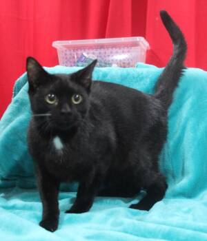 Domestic Short Hair Cats Available for Adoption - Barbados | PetCurious