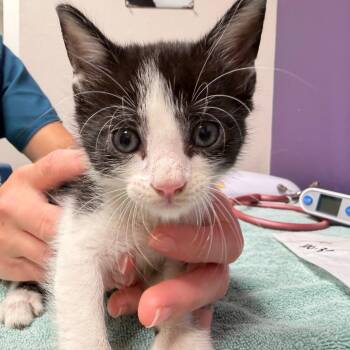 Rascal -  Domestic Short Hair Cat for Adoption in Englewood, Florida - Rascal | PetCurious