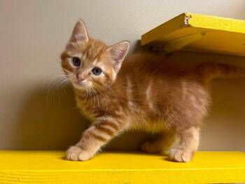 Brie -  Domestic Short Hair Cat for Adoption in Maryville, Missouri - Brie | PetCurious