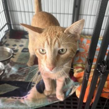 Andre -  Domestic Short Hair Cat for Adoption in Crookston, Minnesota - Andre | PetCurious