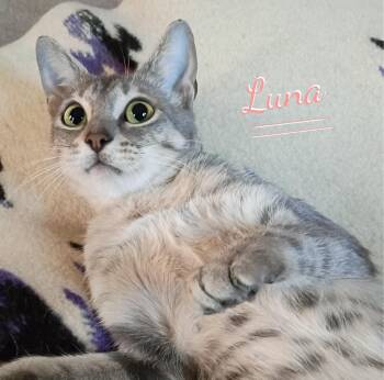 Luna #begs-for-kisses -  Tabby and Domestic Short Hair Cat for Adoption in Houston, Texas - Luna #begs-for-kisses | PetCurious