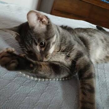 Domestic Short Hair Cats Available for Adoption - Harry | PetCurious