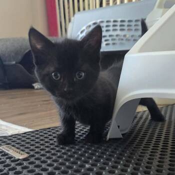 Strawberry -  Domestic Short Hair Cat for Adoption in Chesapeake, Virginia - Strawberry | PetCurious