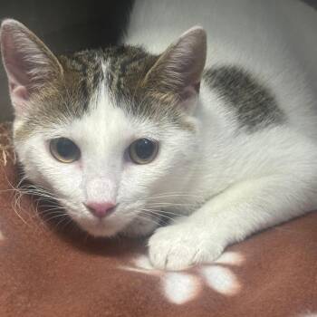 Domestic Short Hair Cats Available for Adoption in Casa Grande, Arizona - Angel | PetCurious